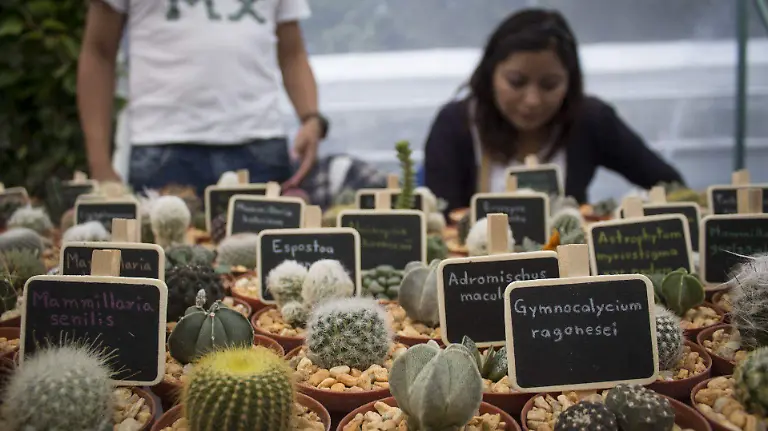 463273_Feria de las Flores_web