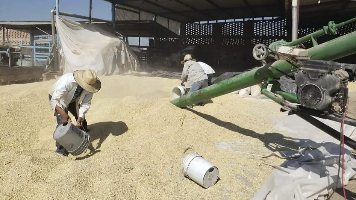 260311 AGRICULTURA AVANCES DISPERSIÓN DE INCENTIVOS MAÍZ-29