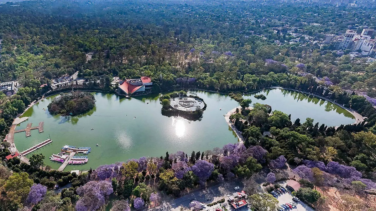 1076052_Chapultepec Jacarandas_web