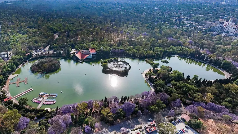 1076052_Chapultepec Jacarandas_web