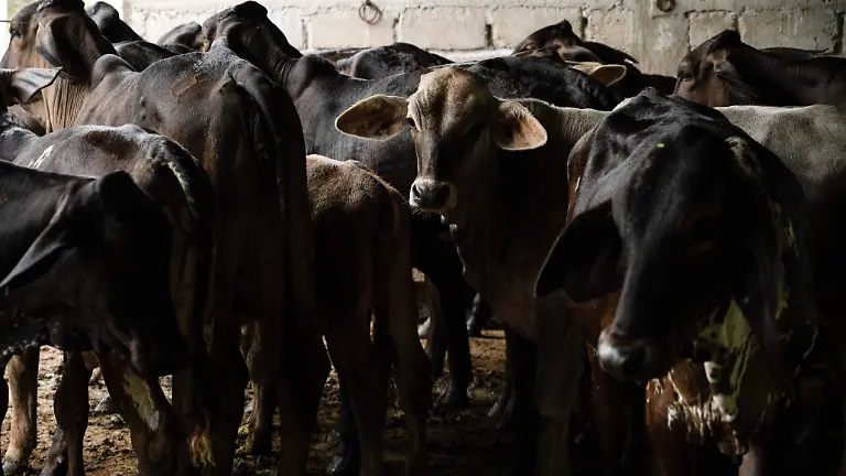 1039647_Gusano Barrenador Cintalapa_impreso