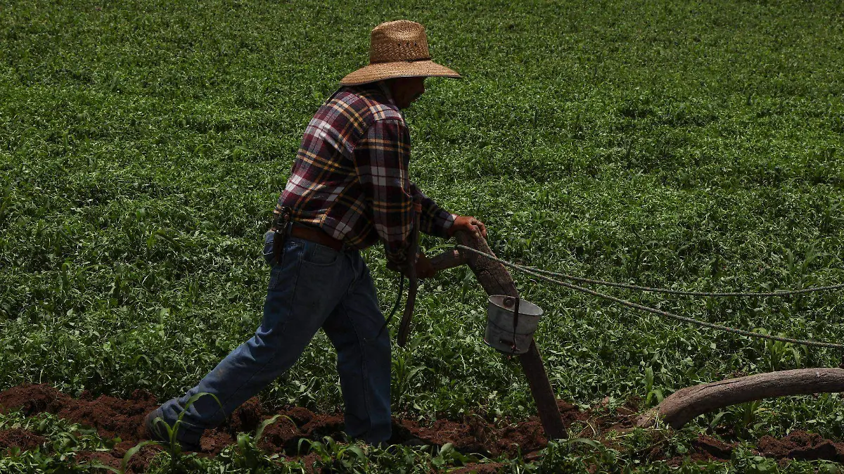 1040552_Yunta de burros Fresnillo_web