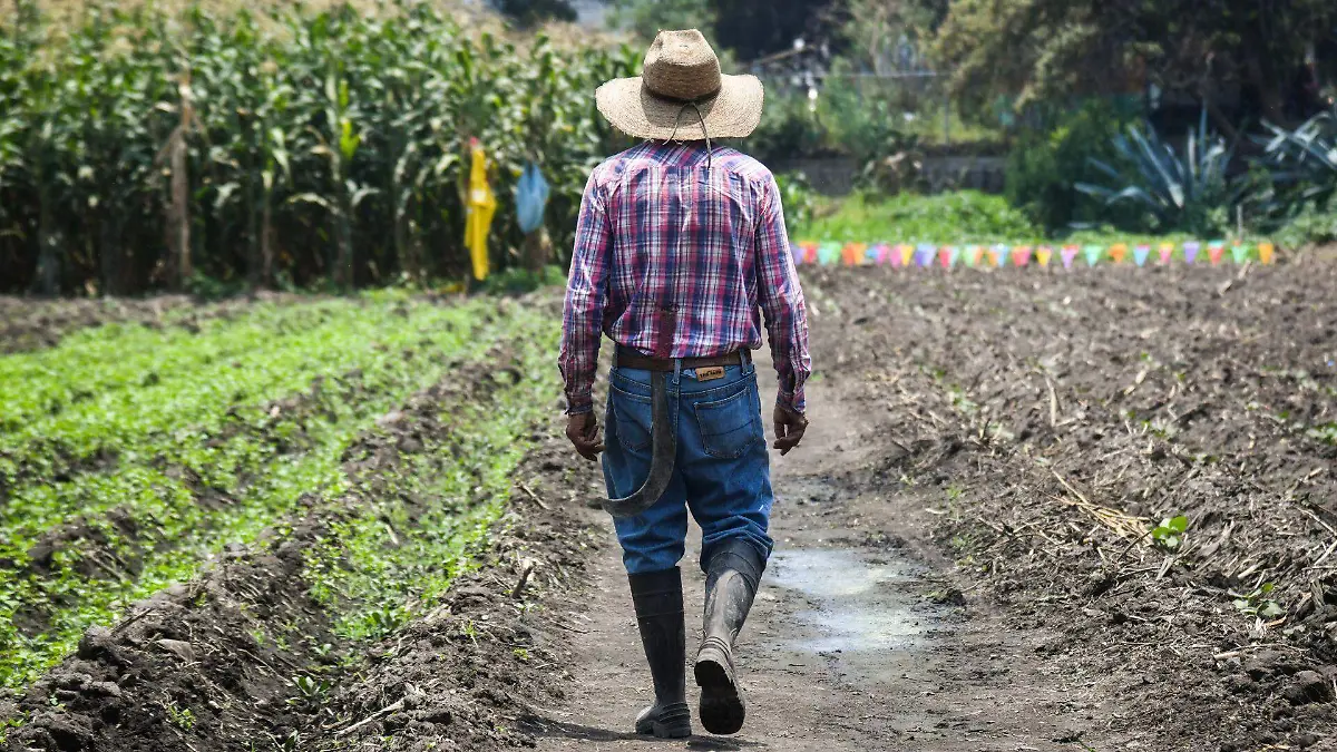 1042915_Agricultor Maíz San Juan Ixtayopan_web