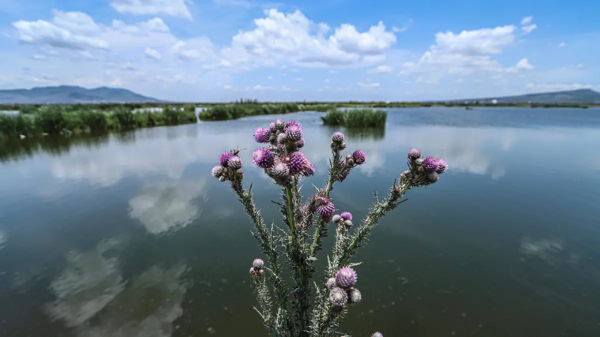 Parque Ecologico Lago de Texcoco-Reserva Natural-70