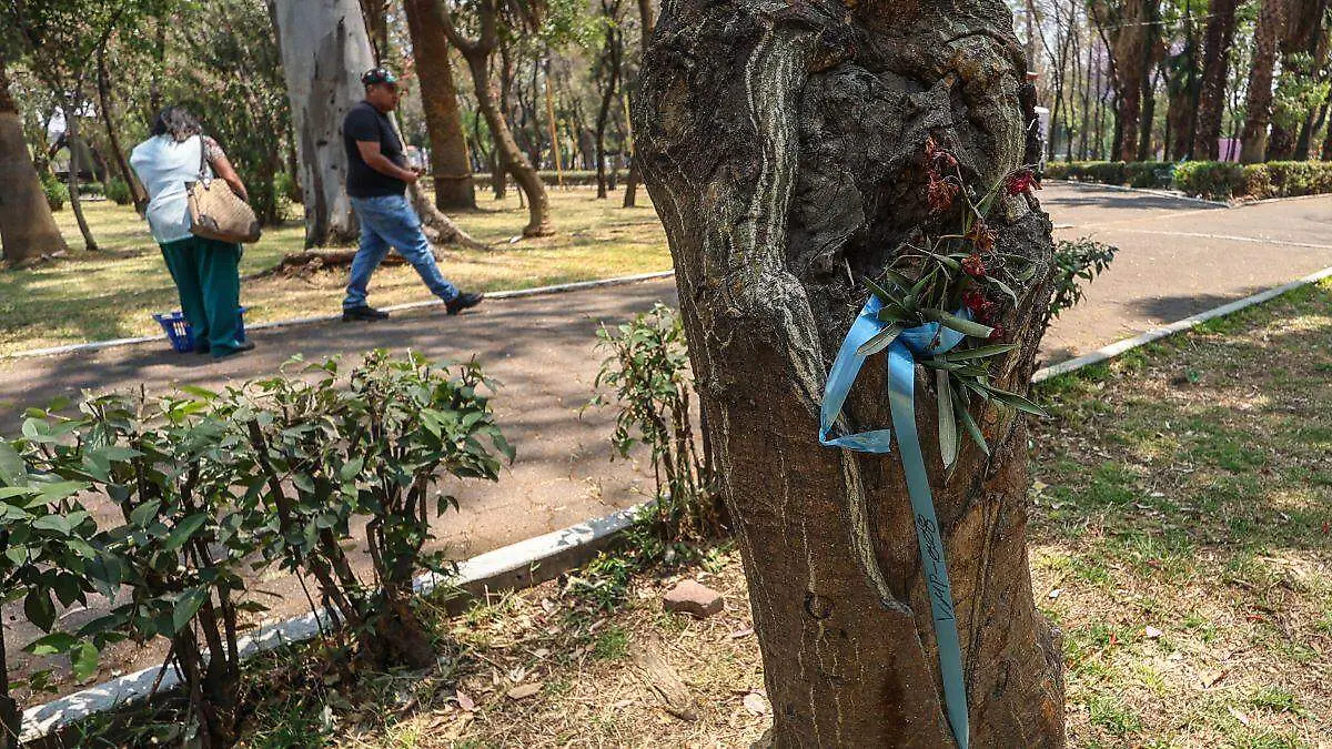 arboles transplantados cdmx