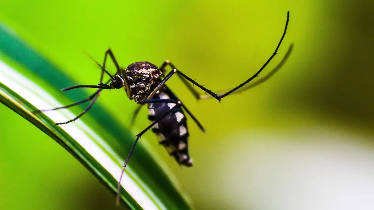 shammiknr-mosquito-4998145