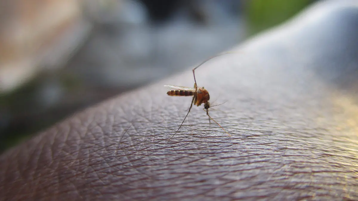 Cambio climático, responsable del aumento del dengue