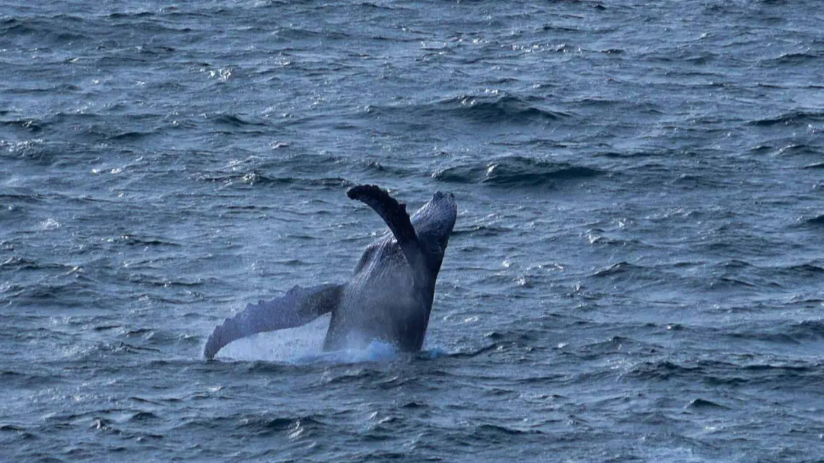 1019641_Acapulco Ballena_web
