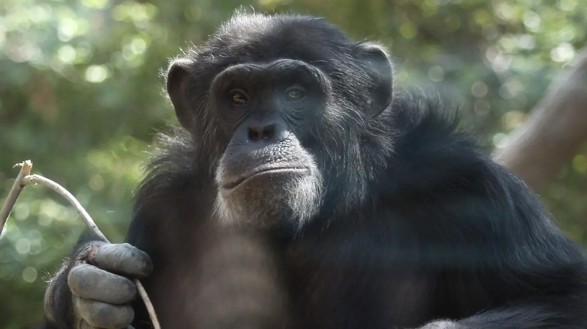 293867_Chimpances_impreso