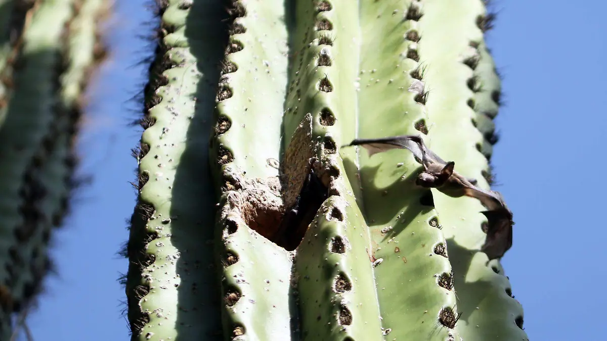 880115_Reserva Biosfera Sierra Huautla_web
