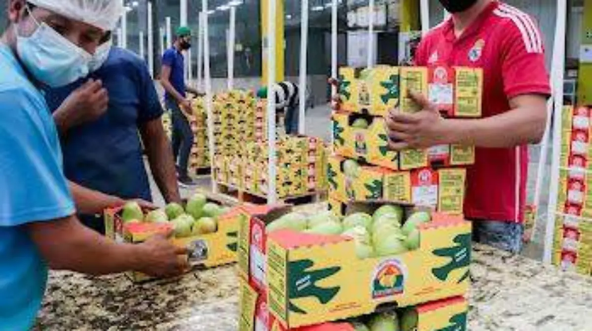 Exportación de mango de México a EU