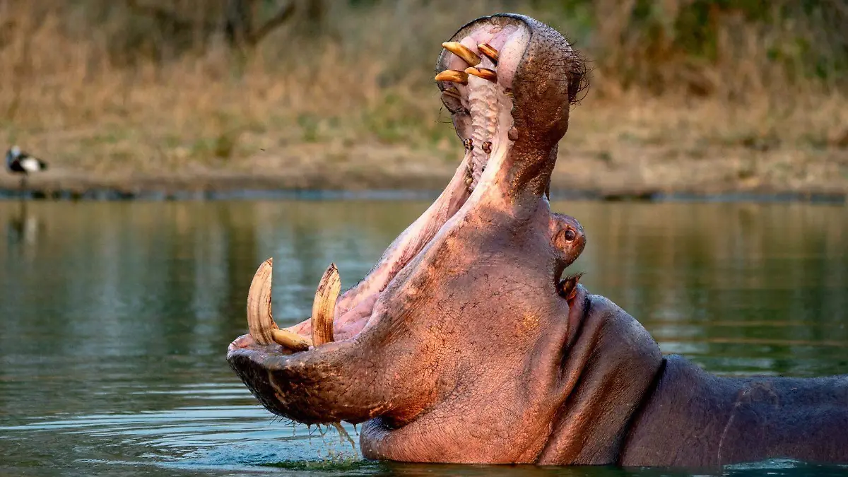 Comunicado-lineamientos-control-de-hipopótamos