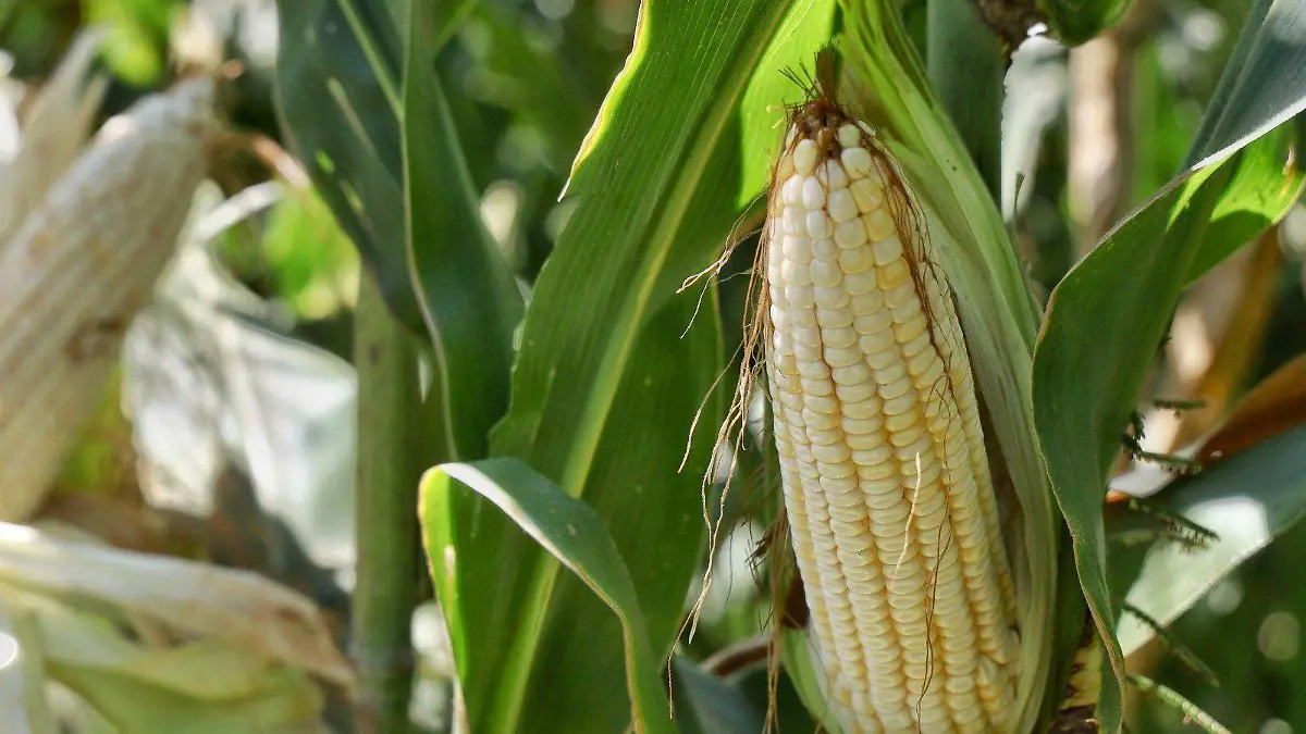 WhatsApp Image 2026-04-14 at 1.48.46 PM