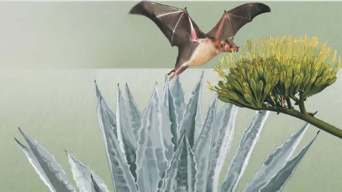 01 PORTADA_Cortesía Jardín Botánico IB-UNAM