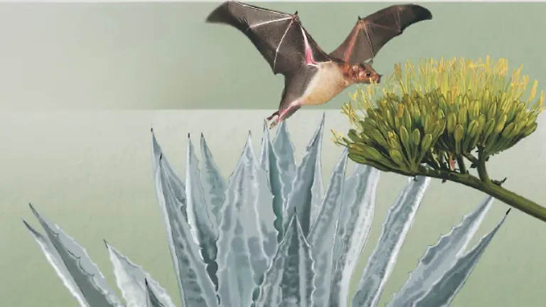 01 PORTADA_Cortesía Jardín Botánico IB-UNAM