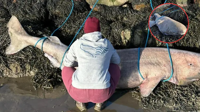 Tiburón de Groenlandia (1)