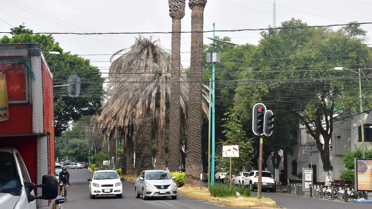 Palmeras Integral_LOVERA (24)