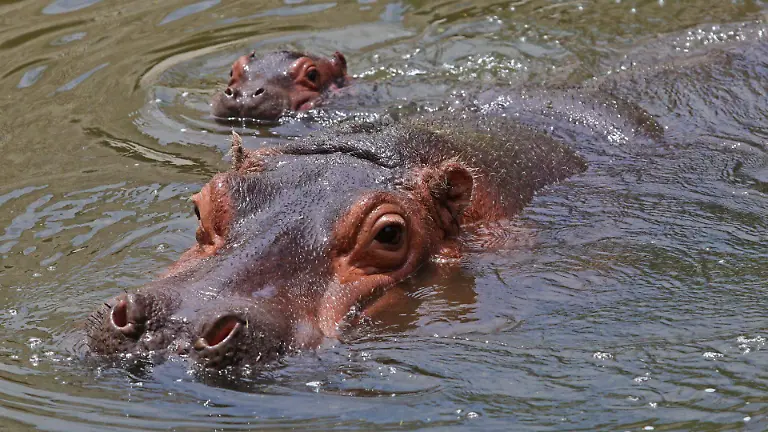 824400_Hipopótamo de Río_web