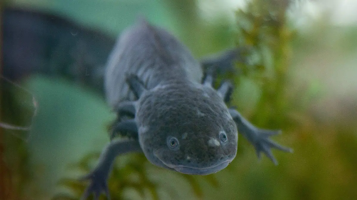 1017343_Día del Ajolote_impreso