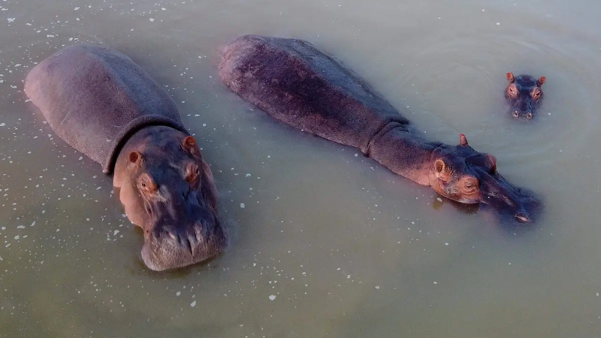 AFP__20260413__A7N849F__v1__HighRes__FilesColombiaAnimalHipposEscobar