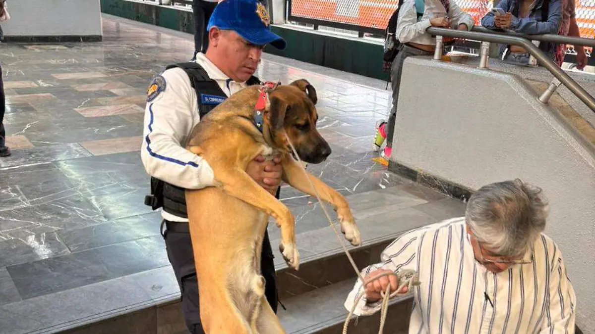 PERROS-METRO-RESCATADOS-cortesia metro cdmx (2)
