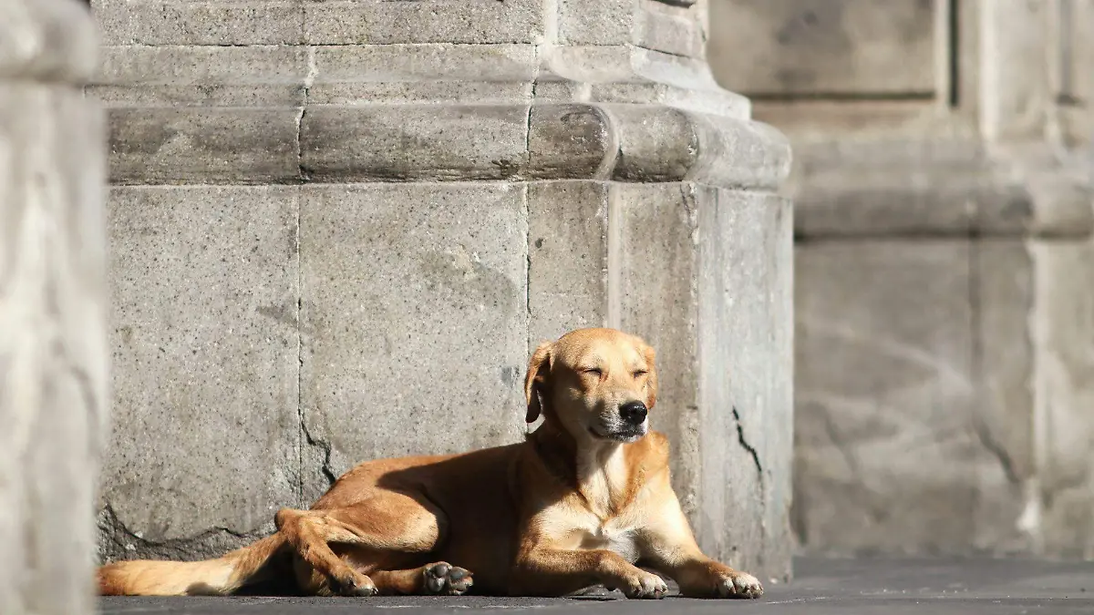 1066852_Cotidiana Plaza Central_web