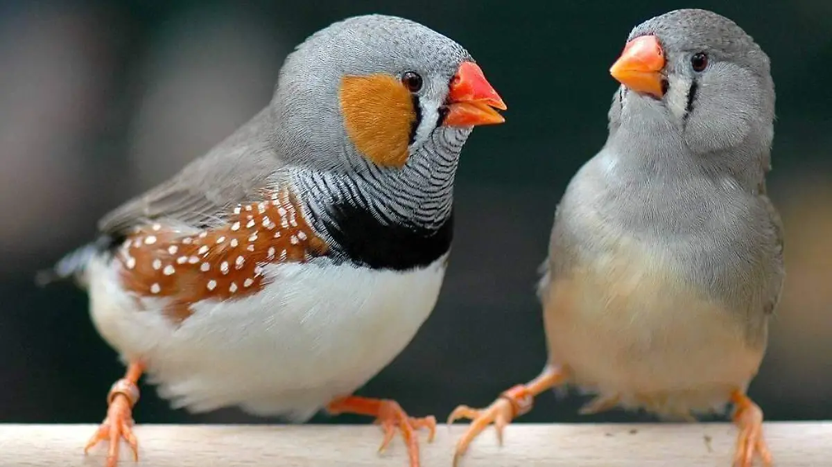 Secuenciado-un-extrano-cromosoma-en-los-pajaros-cantores