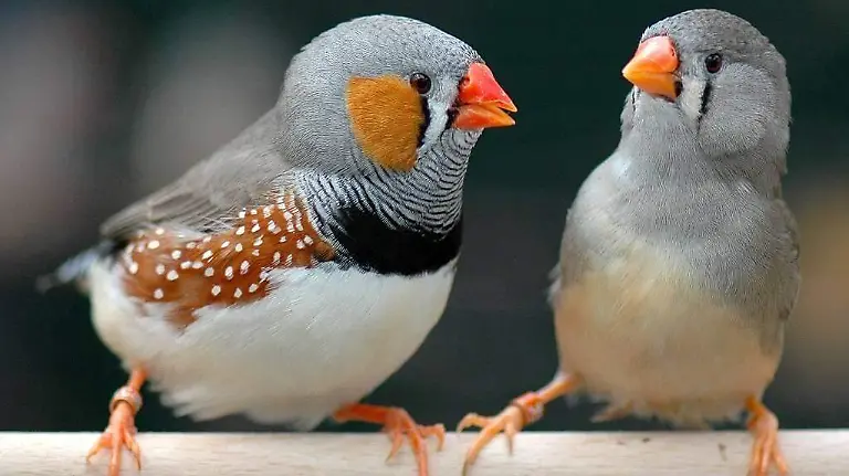 Secuenciado-un-extrano-cromosoma-en-los-pajaros-cantores