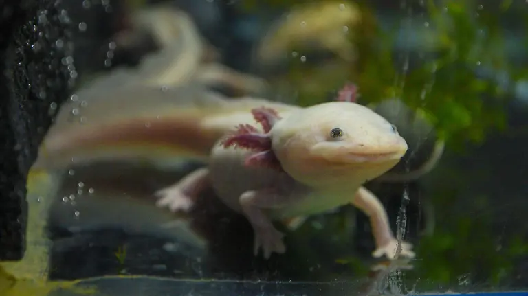 1016947_Axolcatzin conservación de ajolotes_web