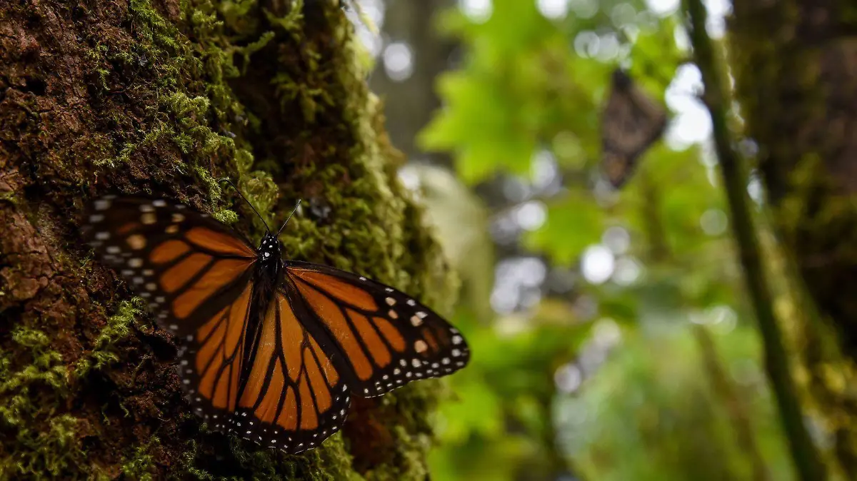 741835_Mariposa Monarca en Piedra Herrada_web