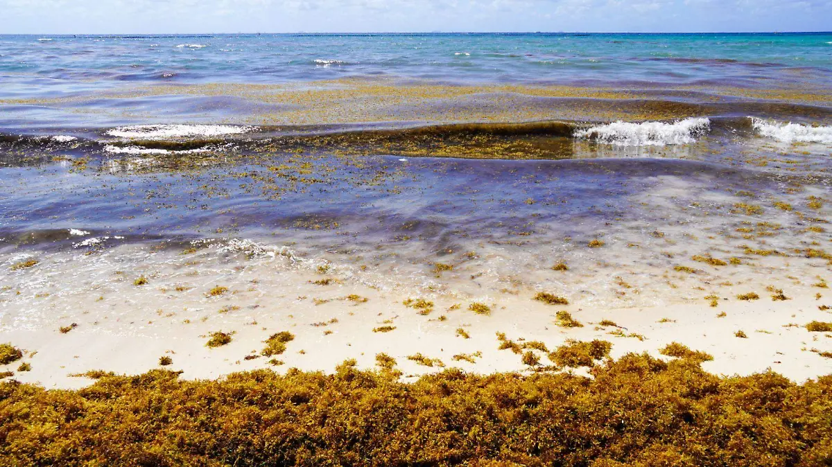 1078940_Arribo Sargazo Quintana Roo_web