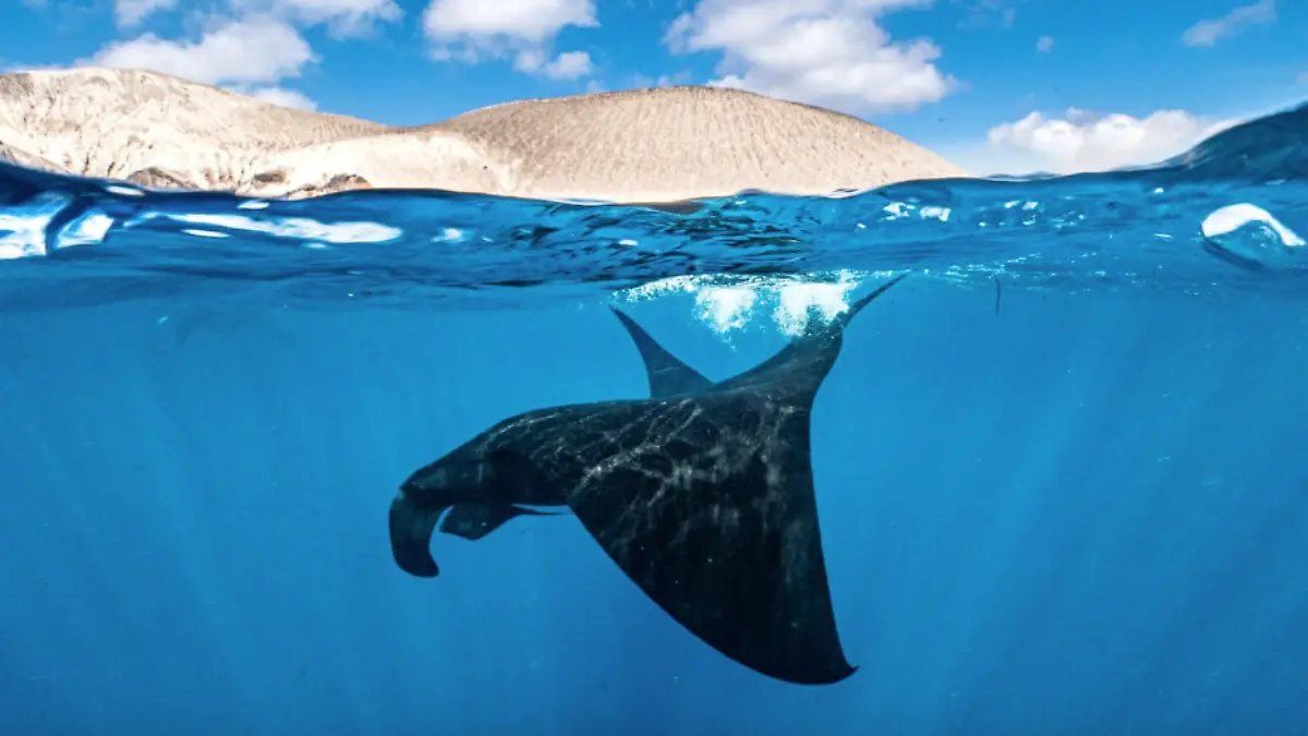 01 Una mantarraya oceánica en los alrededores de la isla San Benedicto, en Revillagigedo-Cortesía Pelayo Salinas de León
