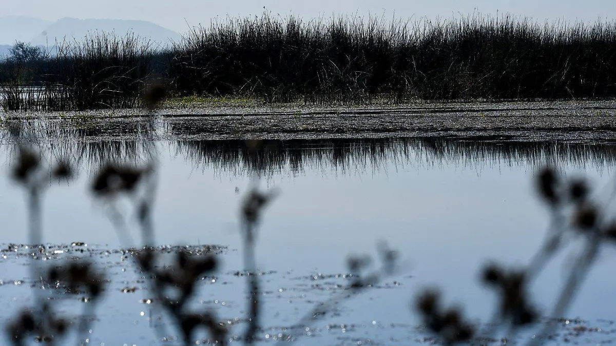 915183_Buscan conservar Ciénagas del Lerma_web