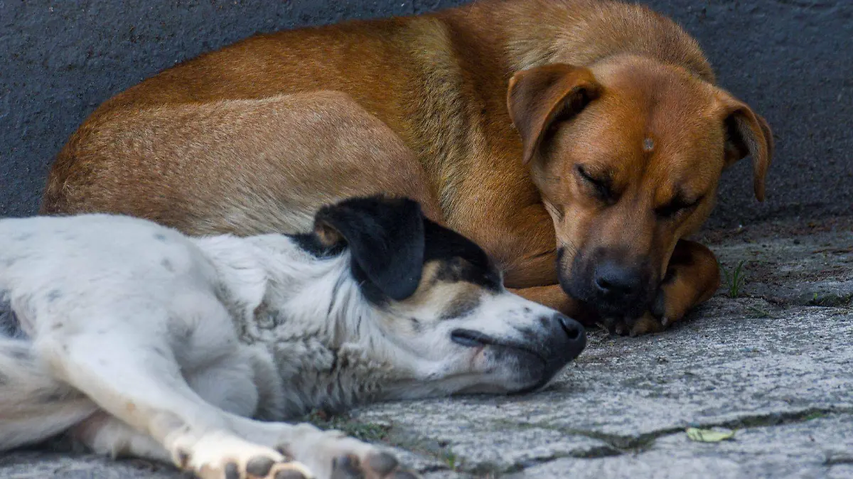 1041142_Perros callejeros van en aumento_web