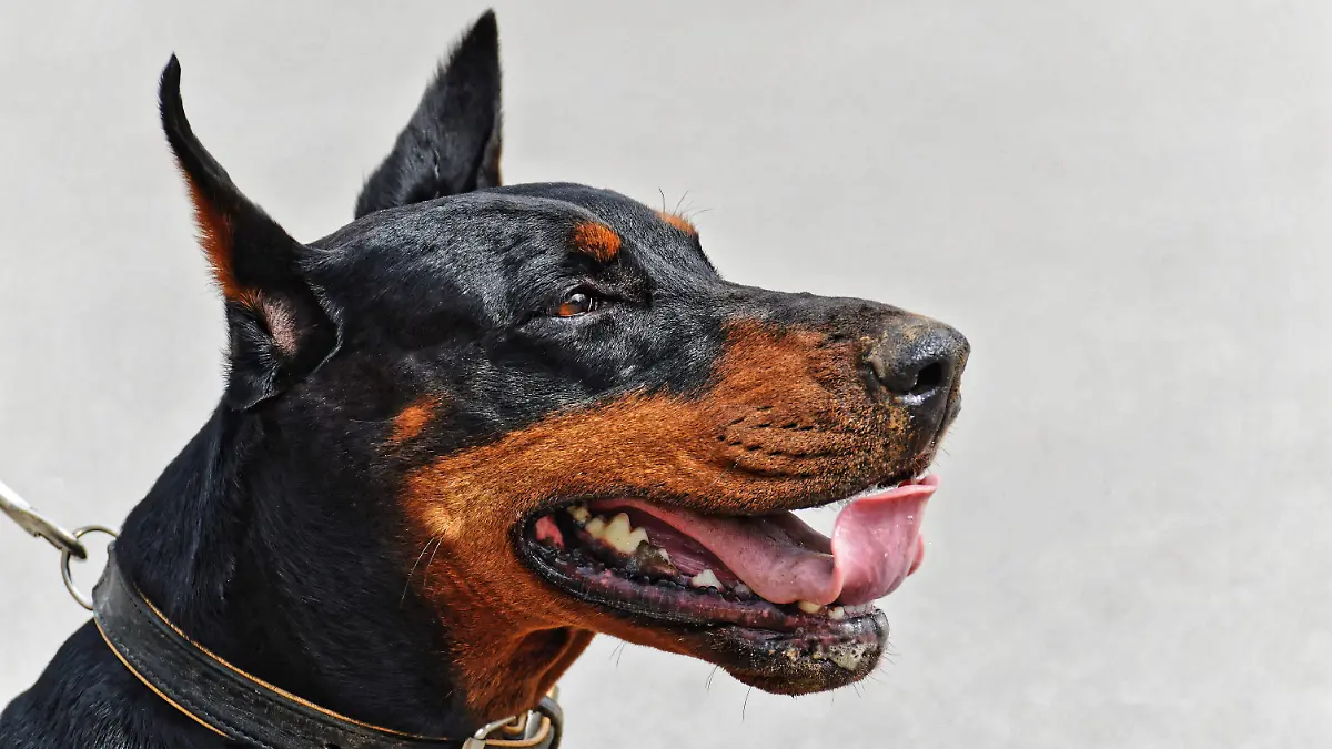 alexas_fotos-doberman-4396745