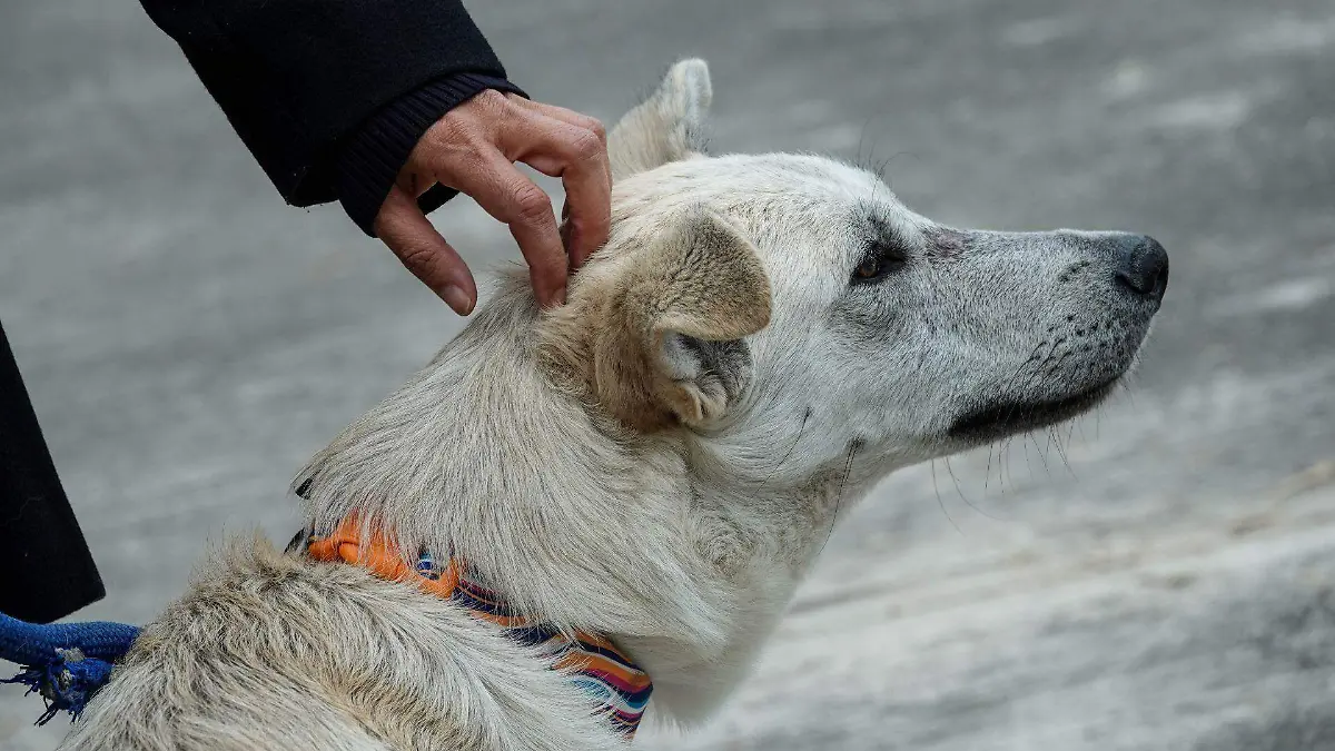 1011867_Reportaje Perritos Peregrinos Iztapalapa_web