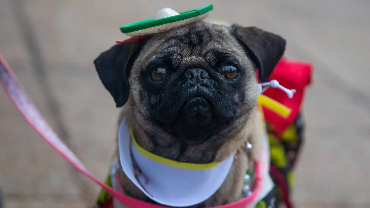 894780_Encuentro Perros Pugs_web