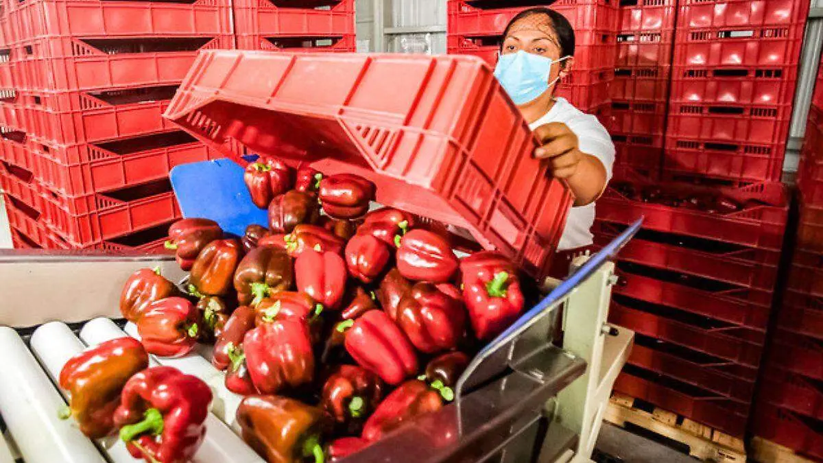 primer embarque de pimiento morrón a Japón