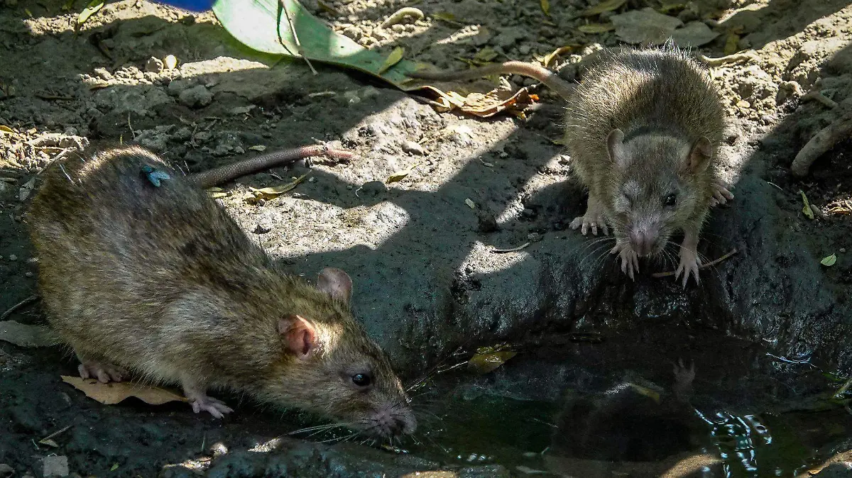 1067763_Plaga ratas Paseo de la Reforma_web