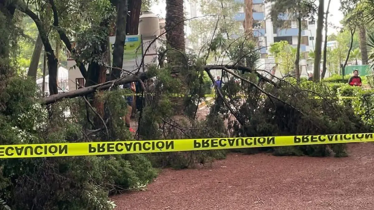 🌳 IMPORTANTE Comunidad de Viveros de Coyoacán 🌳Hoy amanecimos con una noticia que nos llena de