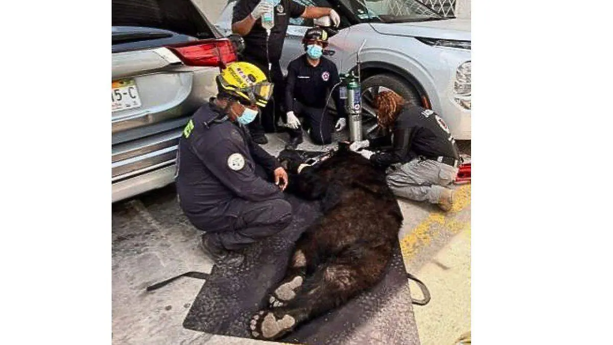 Capturan oso en NL