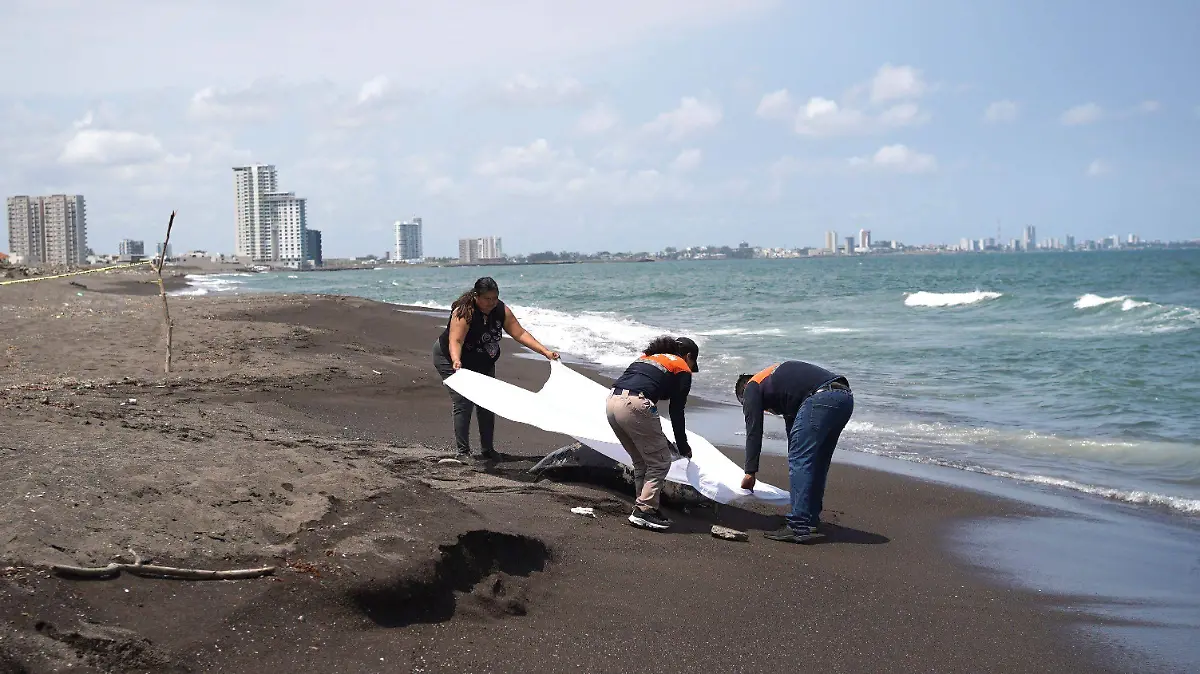 1074761_Veracruz Delfín Muerto_impreso