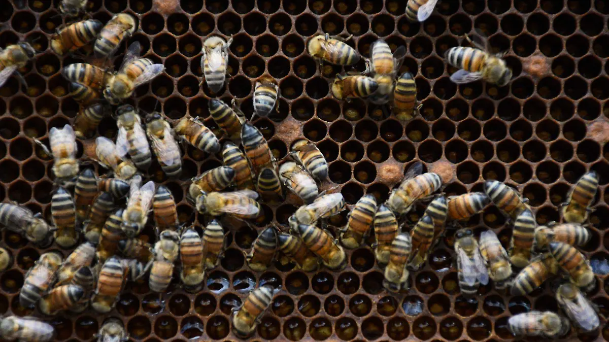932570_Muerte Masiva Abejas_web