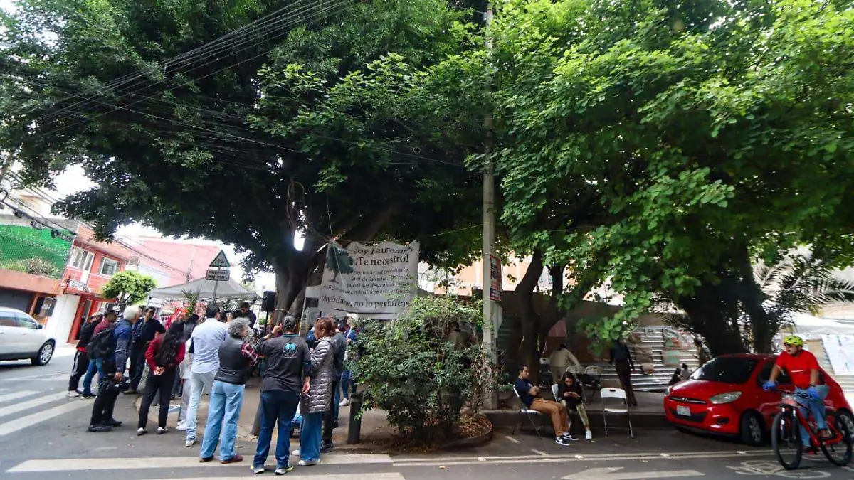 ARBOL LAUREANO romina solis (1)