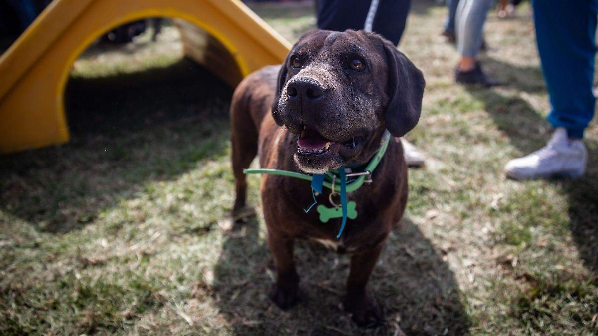 CDMX aprueba entrada de mascotas a comercios