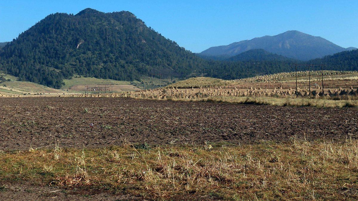 México estrena certificado antideforestación para frenar pérdida de bosques