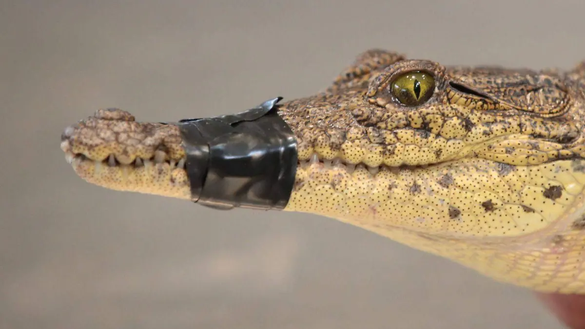 1069996_Cocodrilos Ramos Arizpe_web