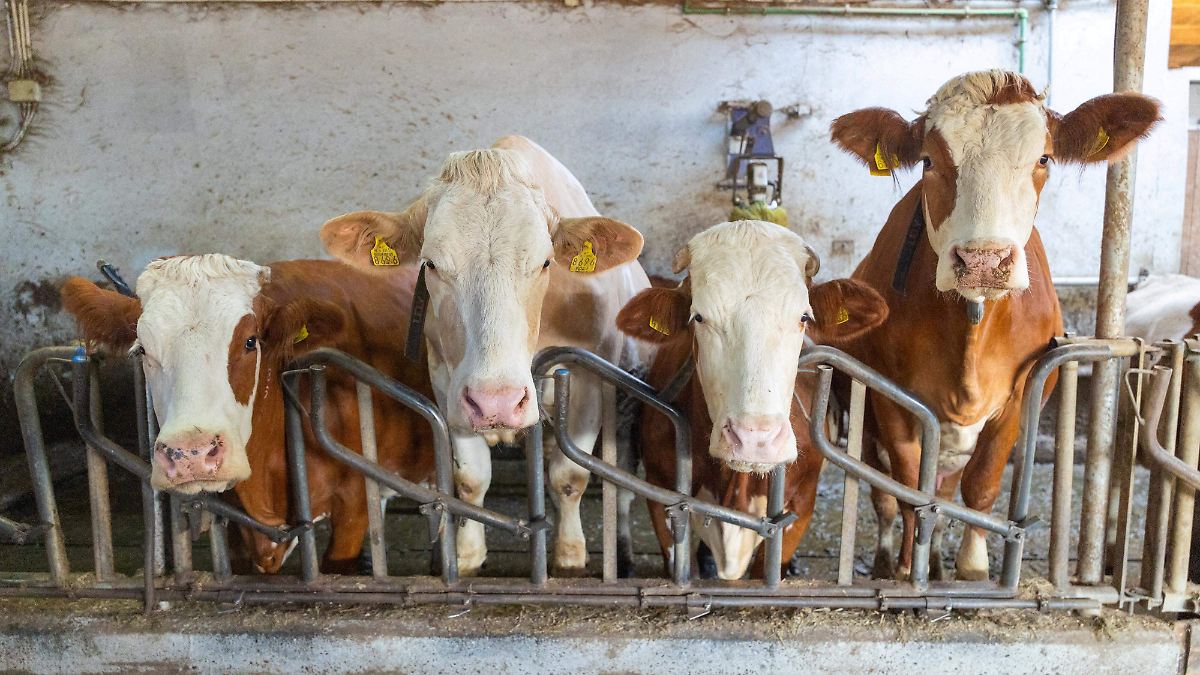 ¡ALERTA EN EU! GUSANO COME CARNE AMENAZA GANADO Y HUMANOS