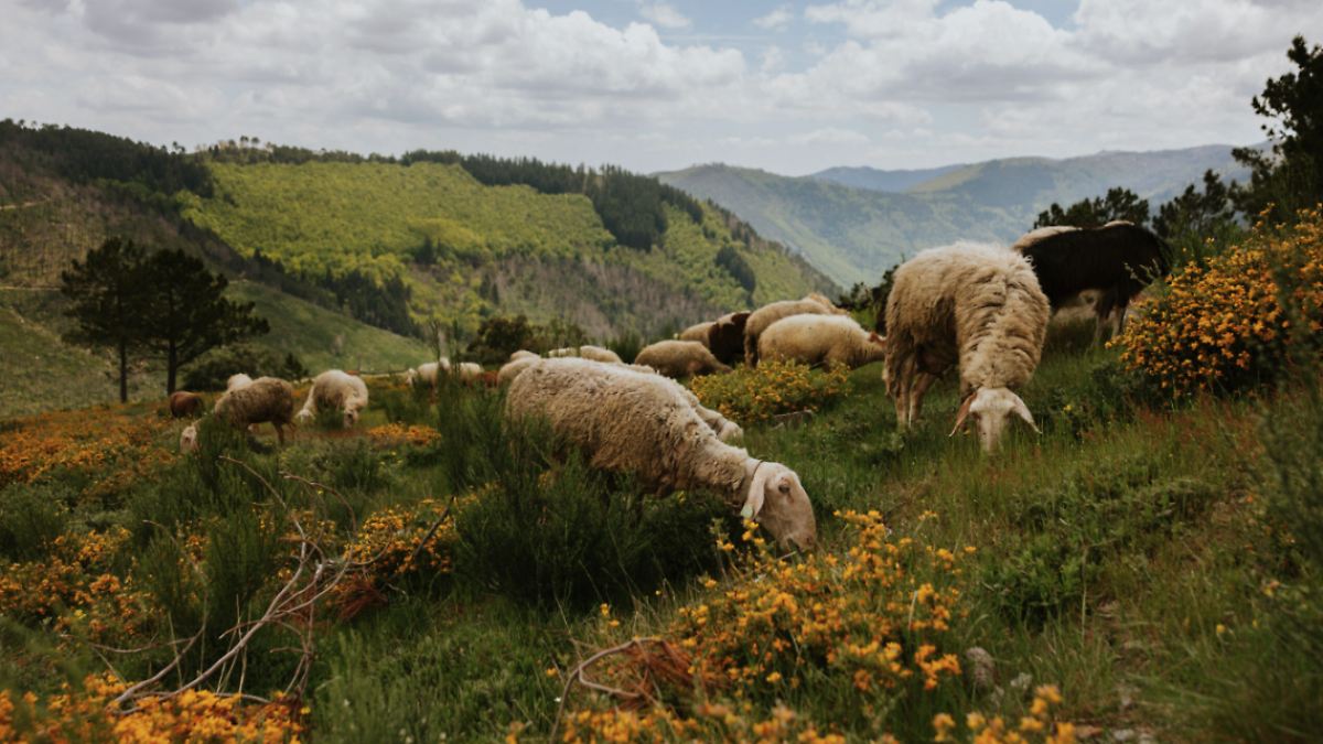 UNECO CELEBRA DÍA DEL MEDIO AMBIENTE CON NUEVAS RESERVAS