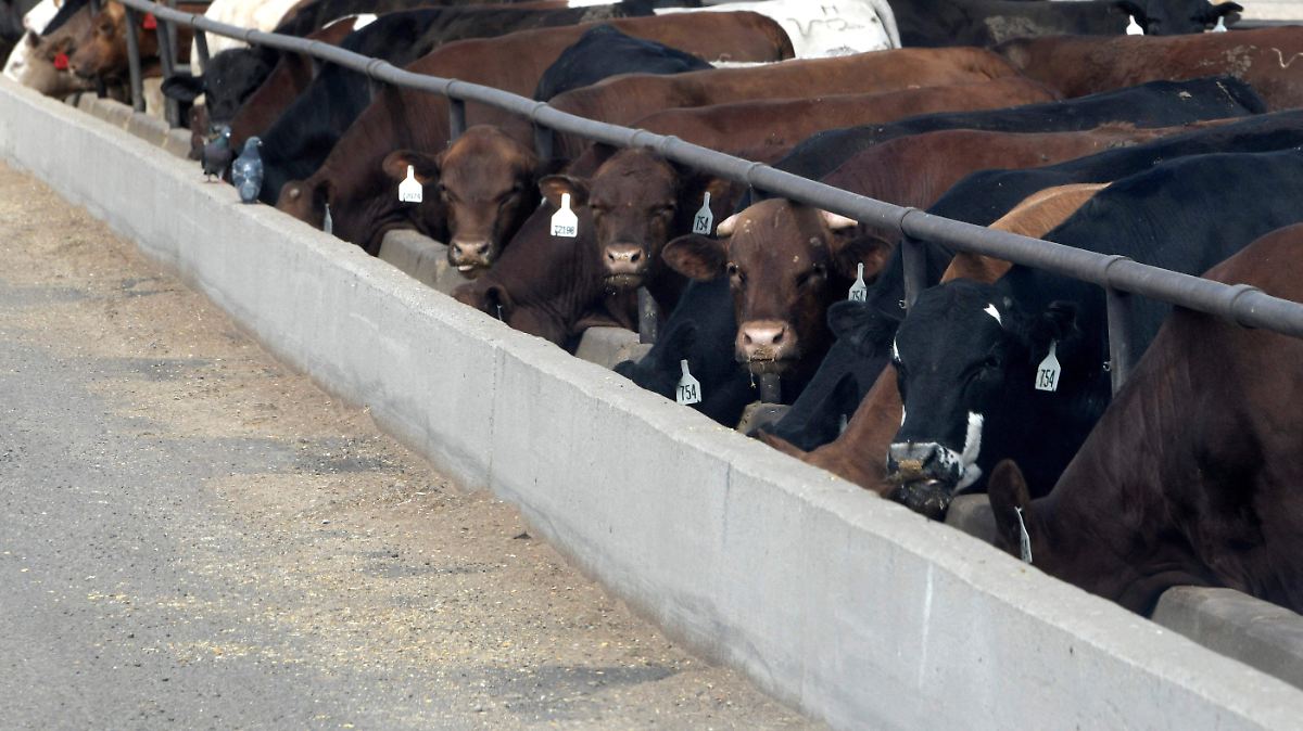 ALERTA EN LA FRONTERA: GUSANO CARNÍVORO SE EXTIENDE EN TEXAS